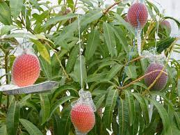 Miyazaki Mango Plant Manufacturer & Supplier in India